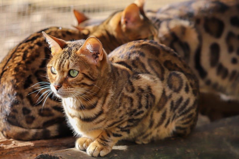 Magical beasts