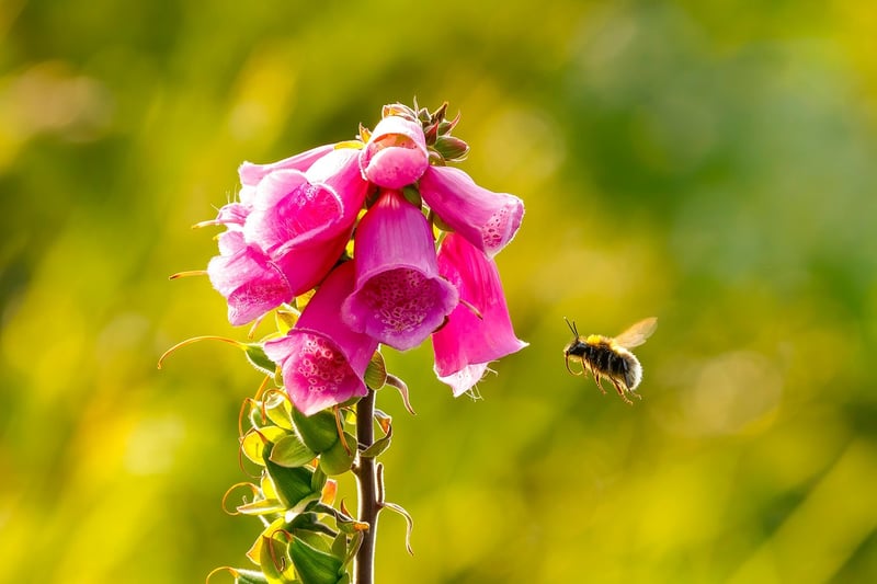 Foxglove Flower