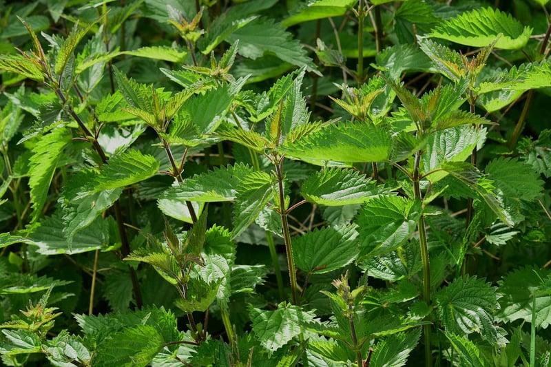 Mugwort Plant
