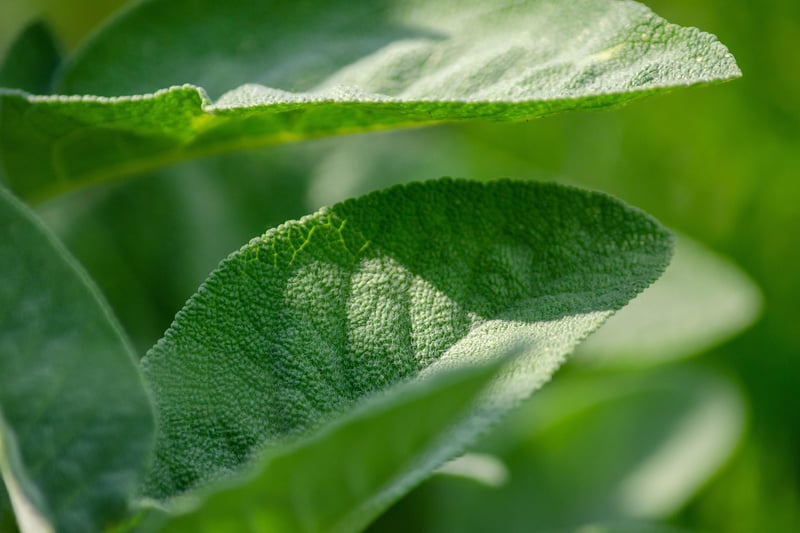 Sage Herb